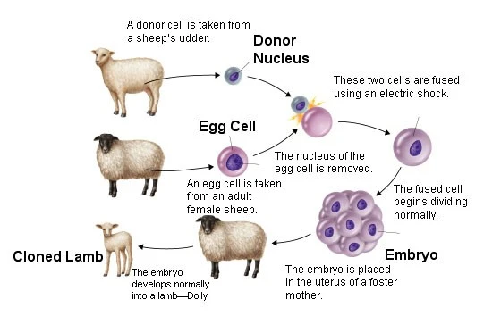 Ethical Issues in Biotechnology