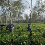 Assam Matcha Tea Production
