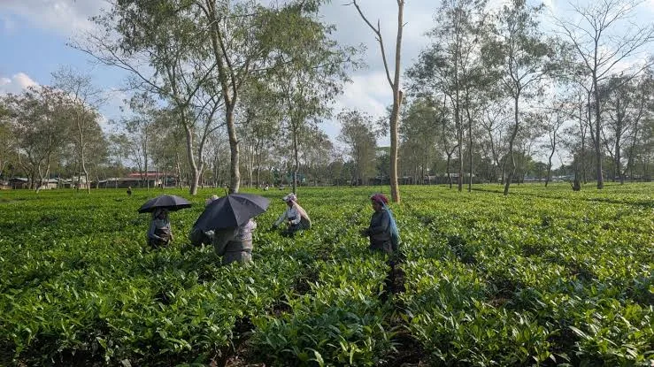 Assam Matcha Tea Production