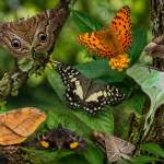 Lepidoptera Catalogue