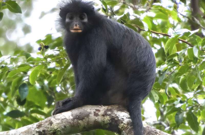 Congo Monkey Species Discovered in Rainforest Artificial Intelligence Congo
