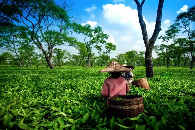 Assam Economy GK: Tea, Oil, Agriculture and Industries Sitaram Raul Assam Economy GK