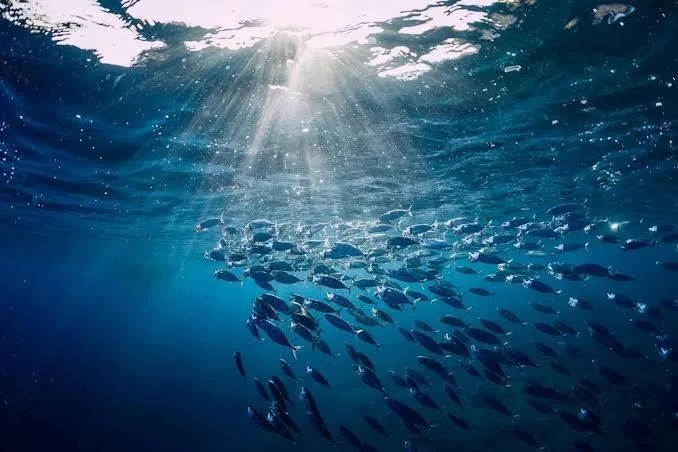 Fisheries