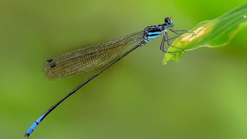 Kerala