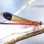 Kerala