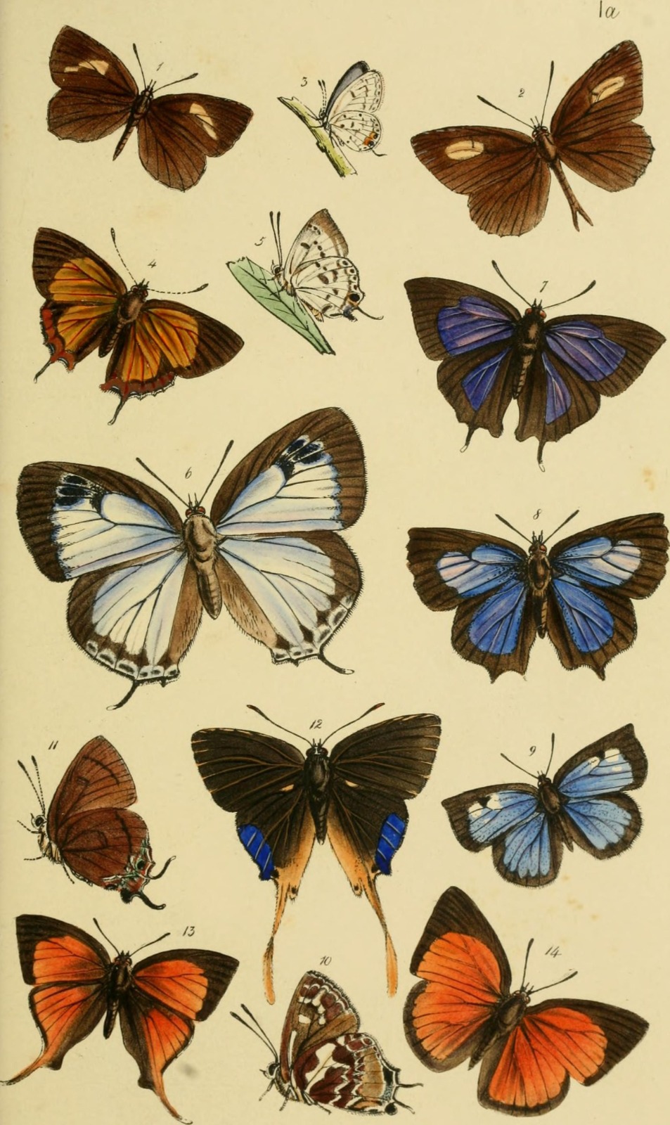 India Lepidoptera Catalogue Completed Anil Menon Spacewalk Lepidoptera Catalogue