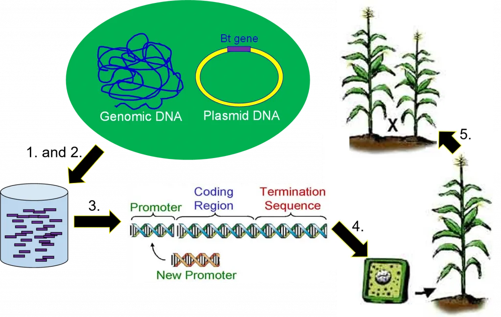 Ethical Issues in Biotechnology