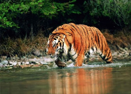 UNESCO Heritage Sites Related to Assam