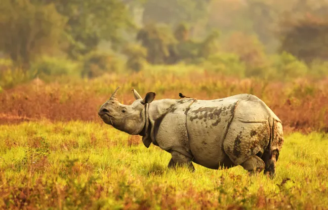 UNESCO Heritage Sites Related to Assam