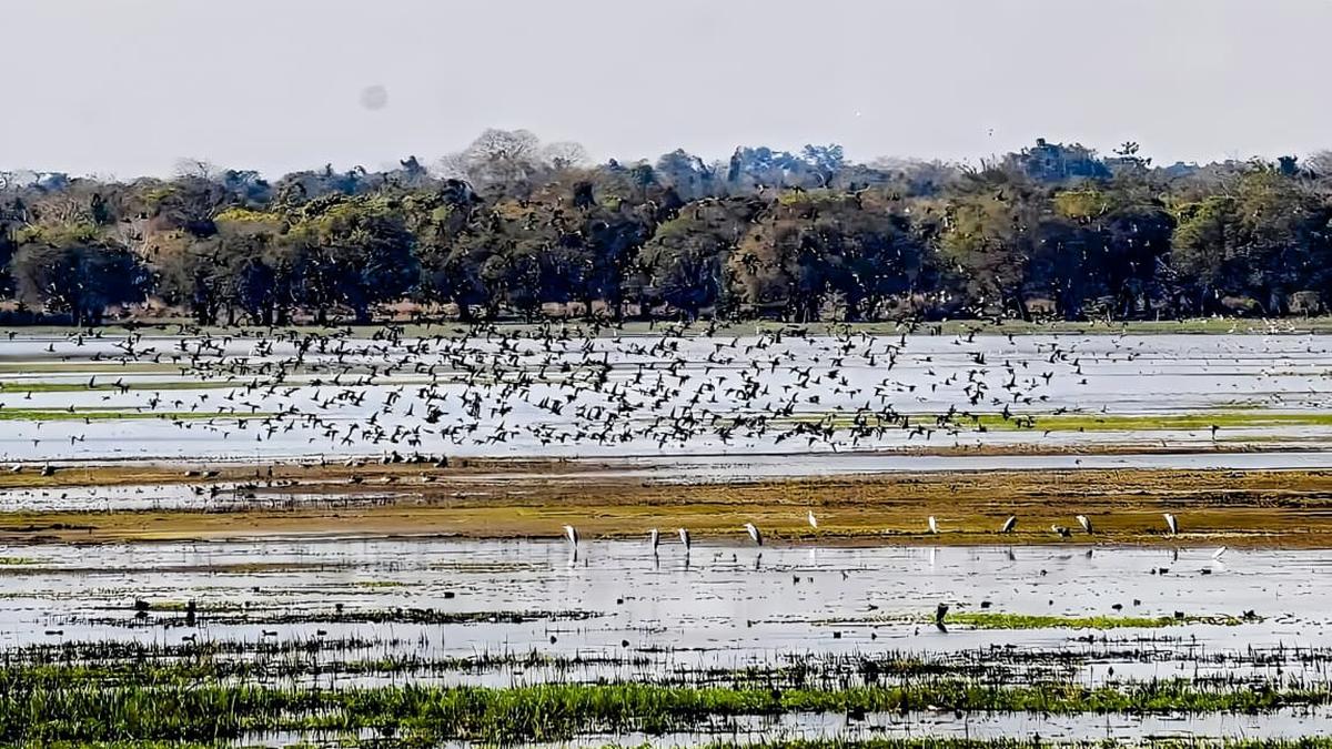 Complete List of Assam National Parks and Wildlife Sanctuaries (2026) Sitaram Raul Assam National Parks and Wildlife Sanctuaries