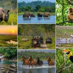 Assam National Parks and Wildlife Sanctuaries