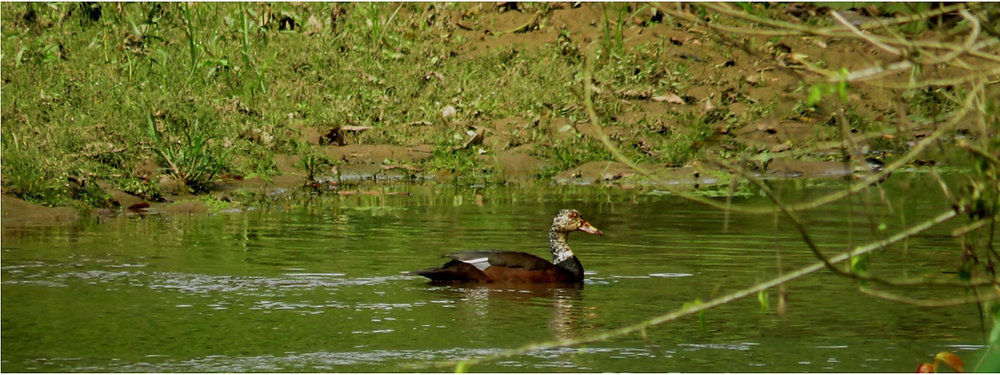 Complete List of Assam National Parks and Wildlife Sanctuaries (2026) Sitaram Raul Assam National Parks and Wildlife Sanctuaries
