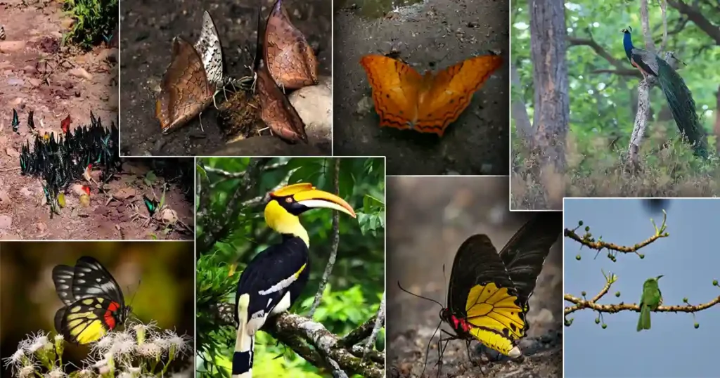 Complete List of Assam National Parks and Wildlife Sanctuaries (2026) Sitaram Raul Assam National Parks and Wildlife Sanctuaries