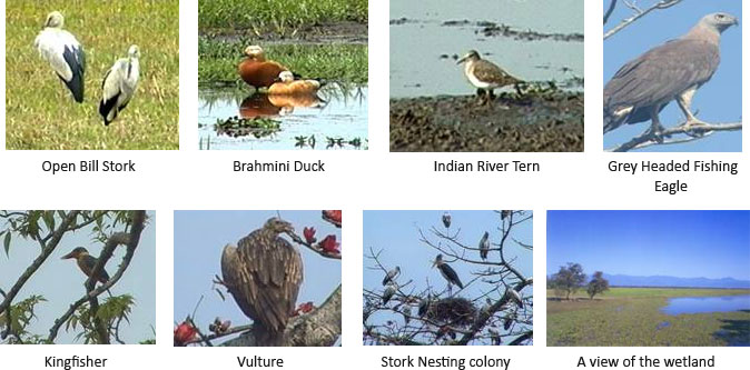 Complete List of Assam National Parks and Wildlife Sanctuaries (2026) Sitaram Raul Assam National Parks and Wildlife Sanctuaries