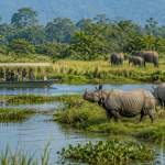 Kaziranga ESZ