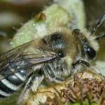 Colletes bhutanicus