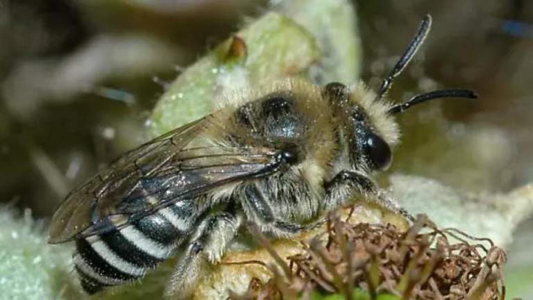 Colletes bhutanicus