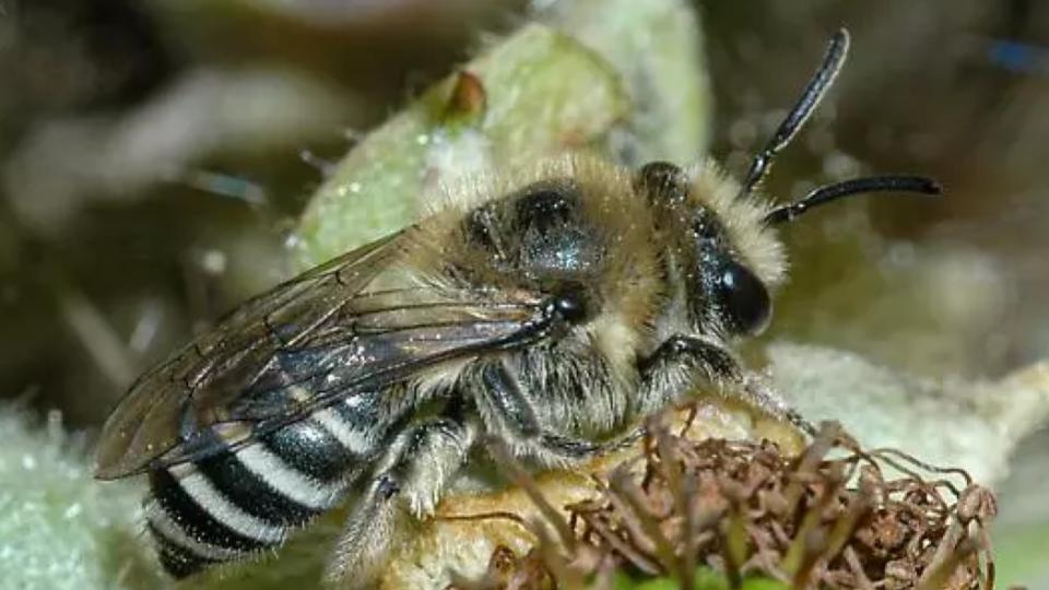 Colletes bhutanicus
