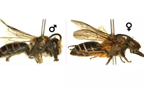 Colletes bhutanicus