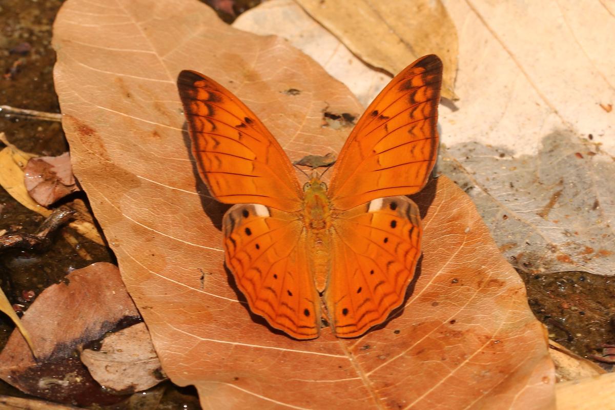 Dehing Patkai Butterflies: 165 Species Recorded Sainik School Goalpara Recruitment Dehing Patkai