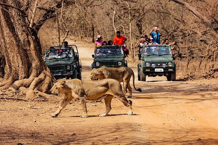 Desert Safari Gujarat
