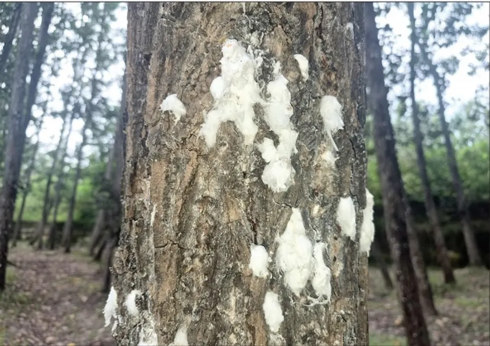 Drosicha turkistanica