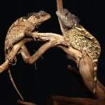 Horned Dragon Lizard