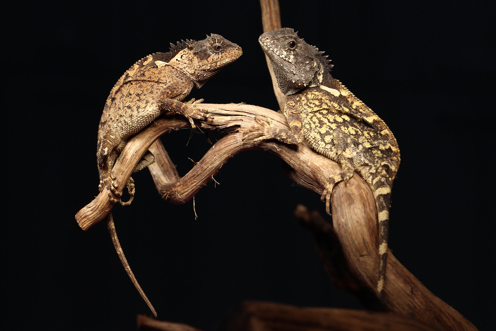 Horned Dragon Lizard
