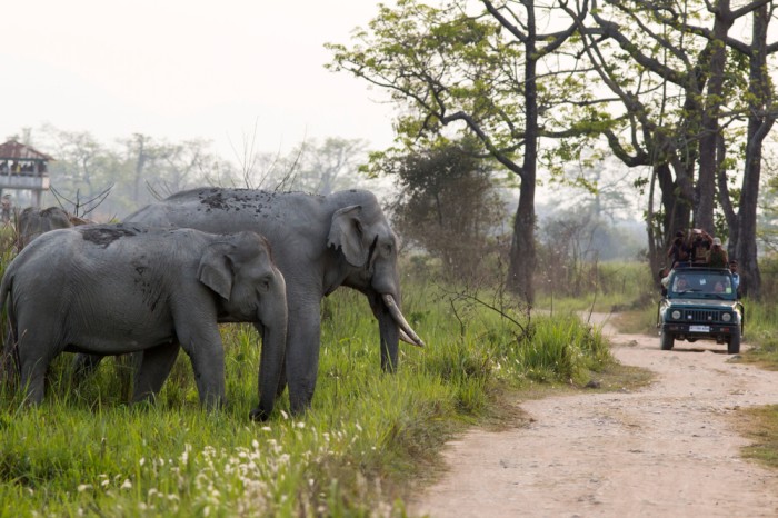 Kaziranga ESZ Plan Sparks Local Debate Kaziranga ESZ