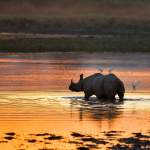Kaziranga National Park