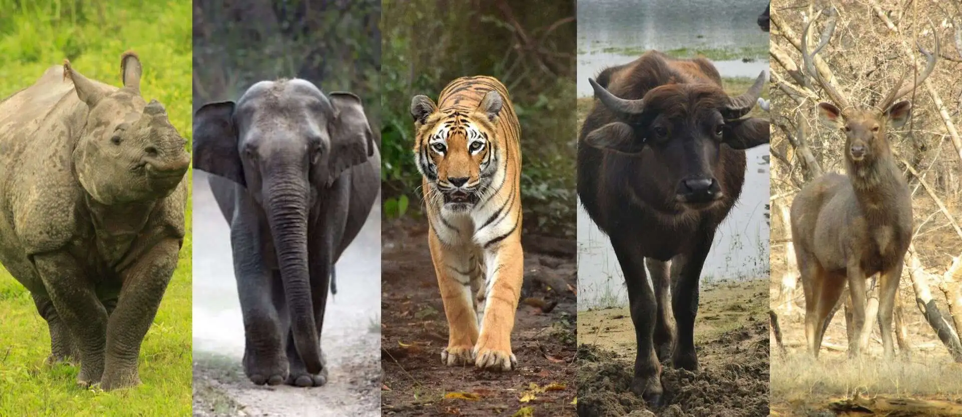Kaziranga National Park