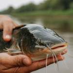 Khairi Catfish
