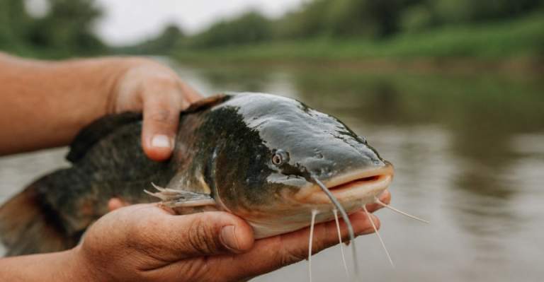 Khairi Catfish