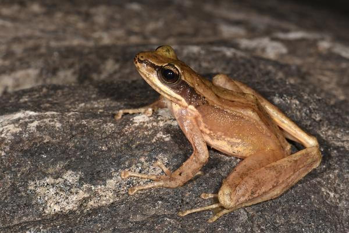 New Cascade Frogs Discovered in Northeast India GATE Online Form New Cascade Frogs