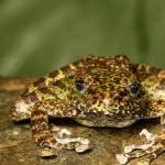 New Cascade Frogs