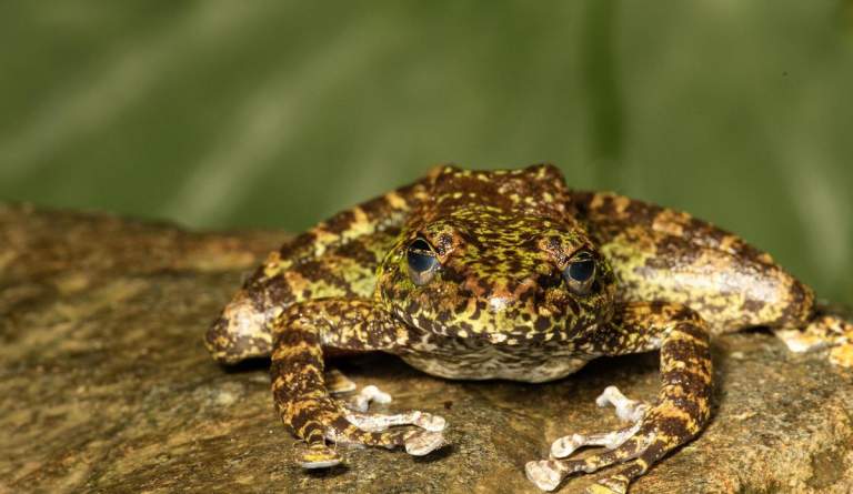 New Cascade Frogs