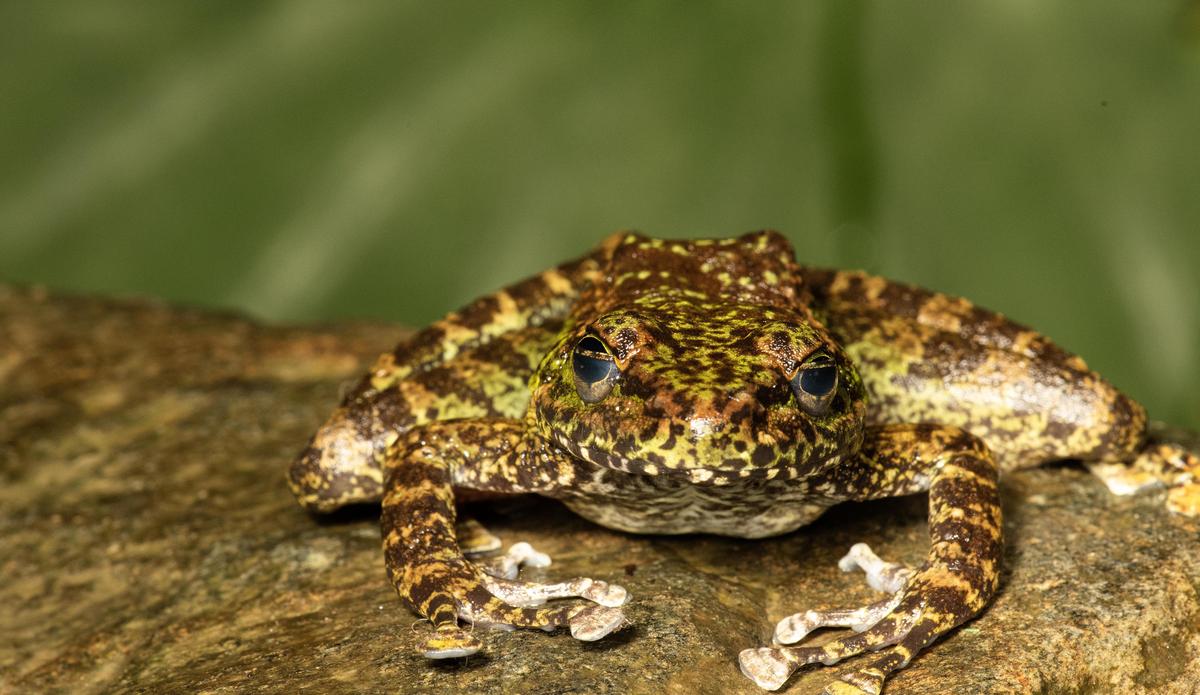 New Cascade Frogs