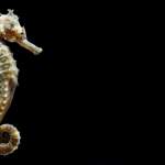 New Seahorse Species