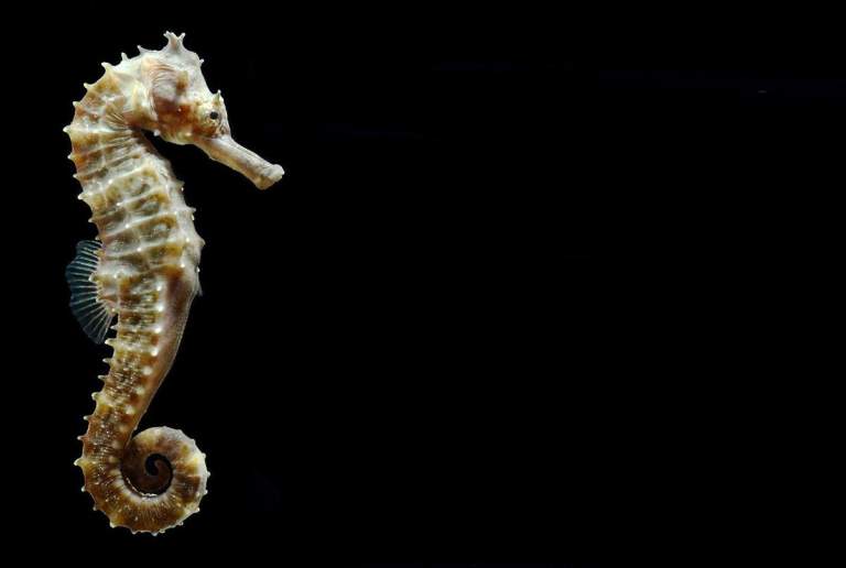 New Seahorse Species
