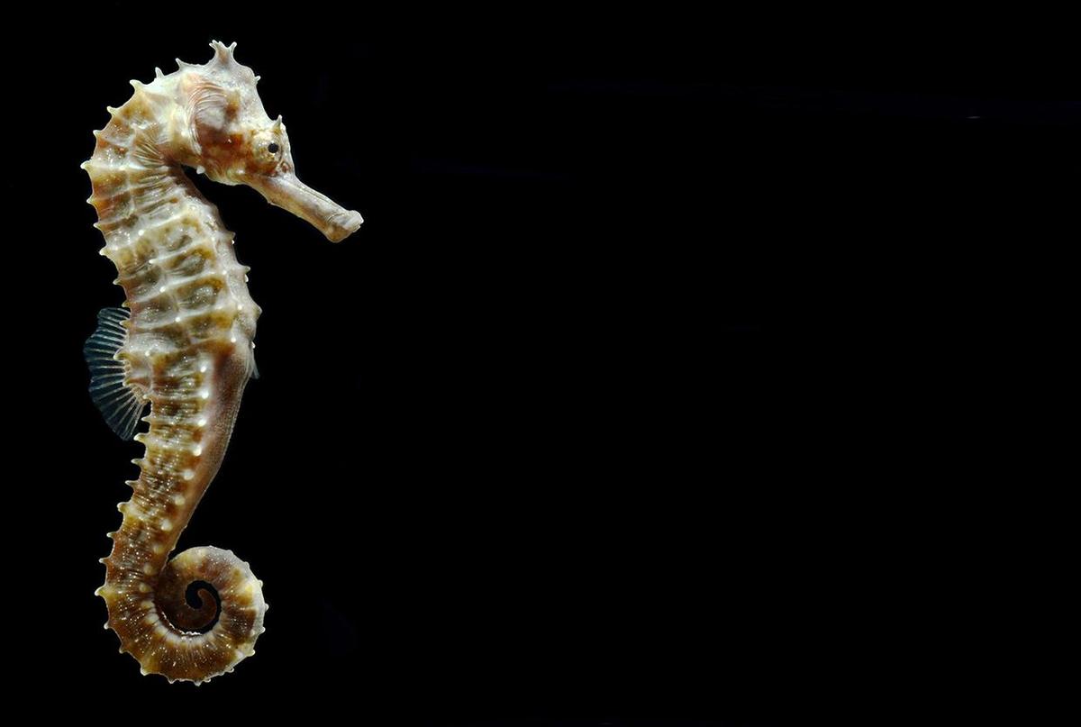 New Seahorse Species