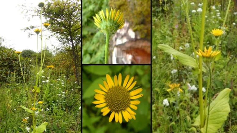 New Sunflower Species