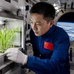 Space Rice Harvest