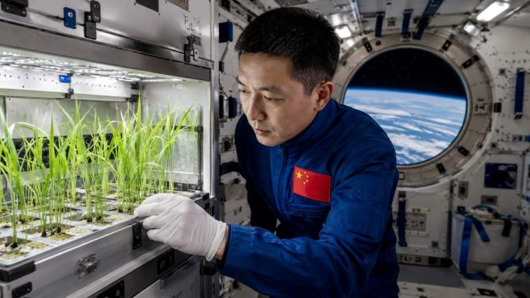Space Rice Harvest