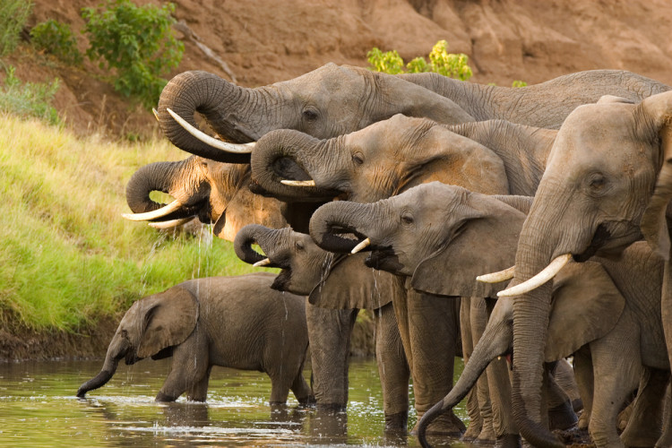 World Elephant Day