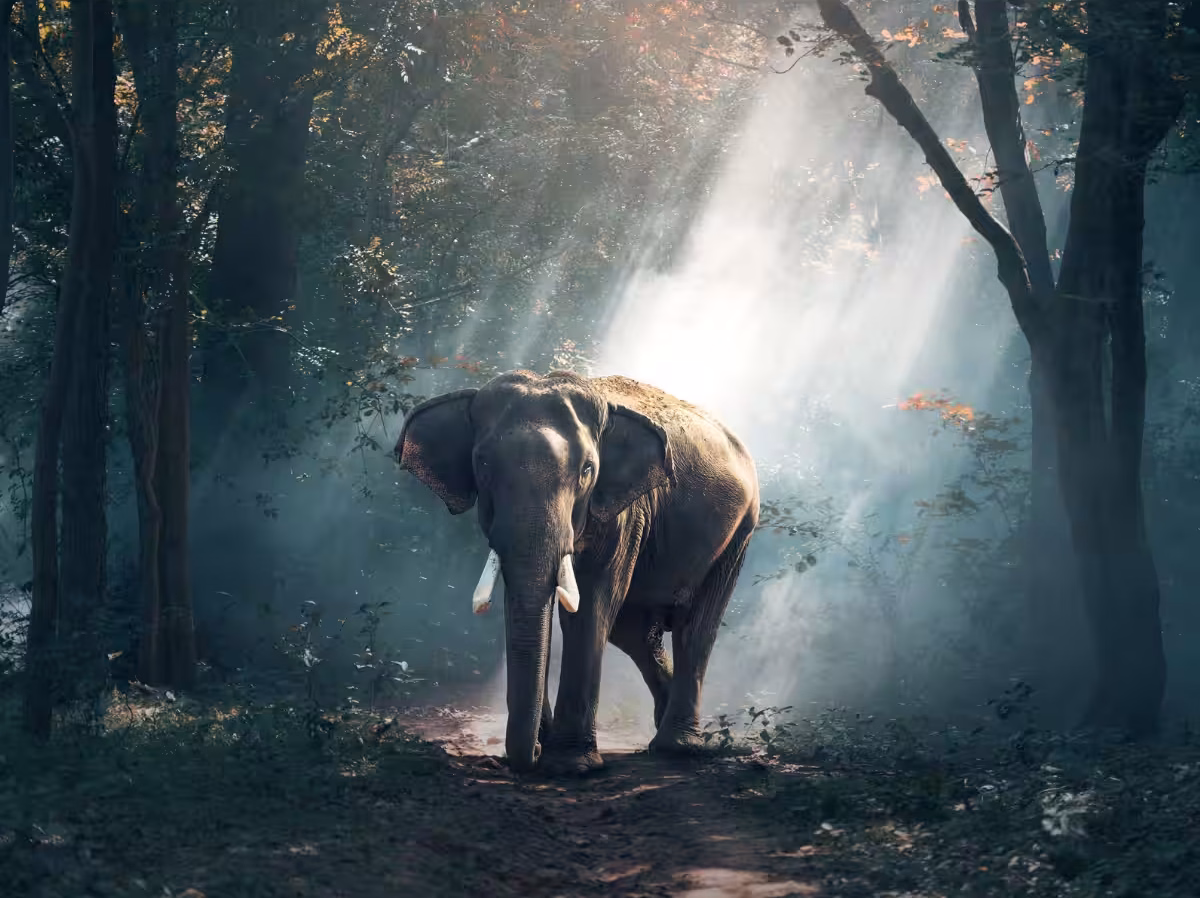World Elephant Day