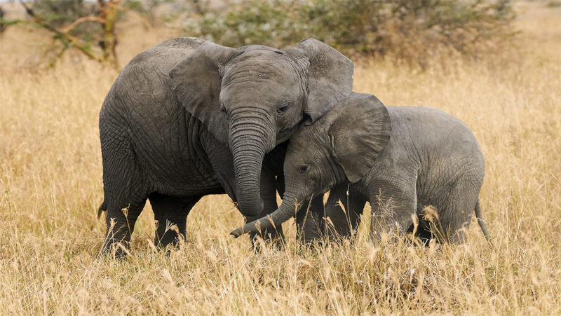 World Elephant Day