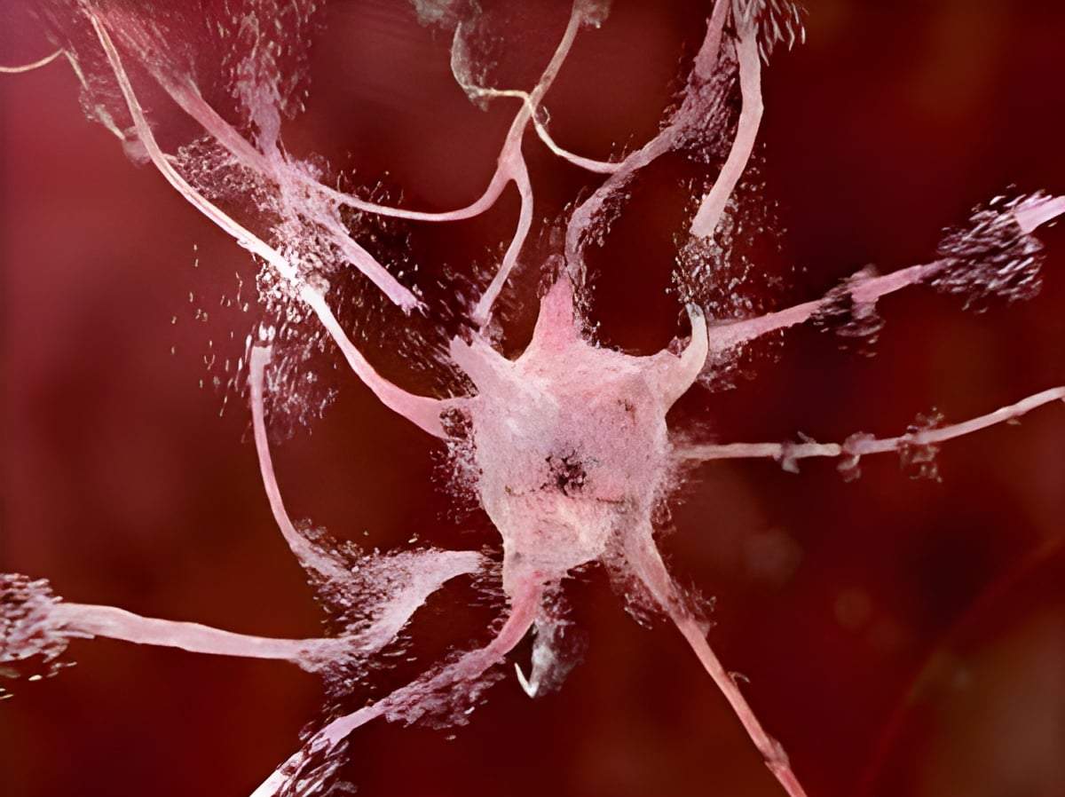 DARE Cells: New Clues to Tissue Regeneration U15 Women’s Youth League DARE Cells