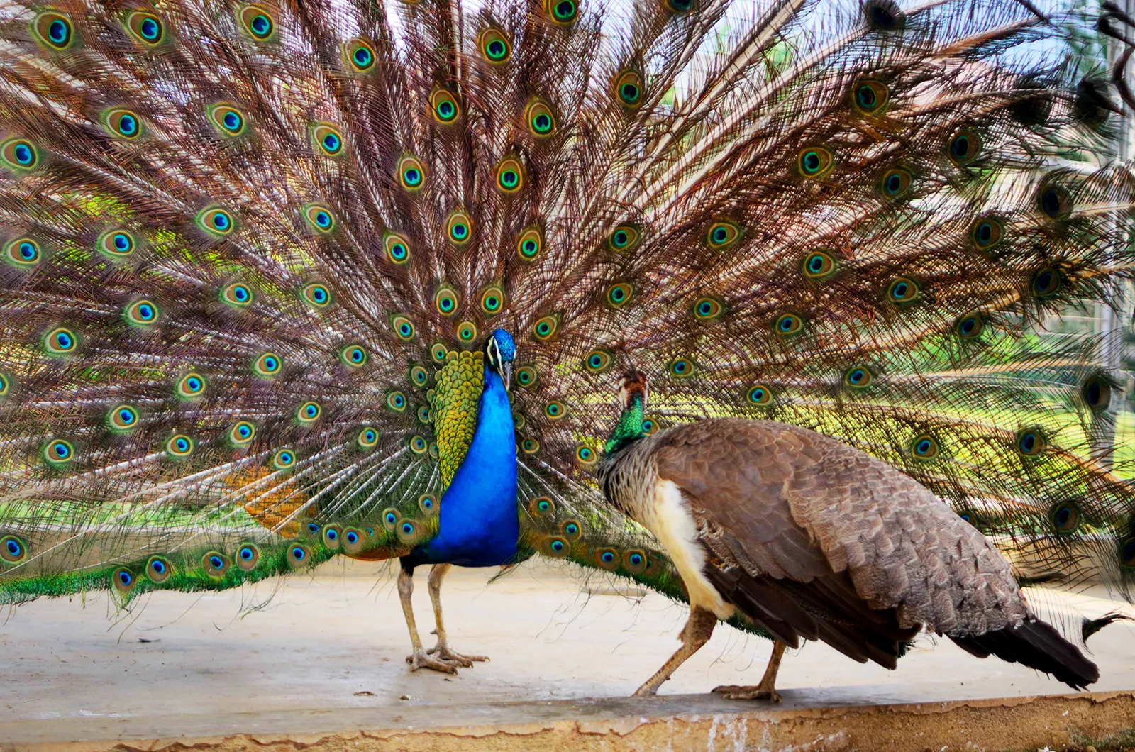 Indian Peafowl
