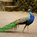 Indian Peafowl Recorded in Orang Indian Peafowl Indian Peafowl