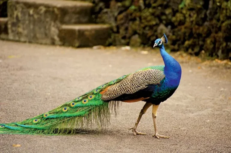 Indian Peafowl